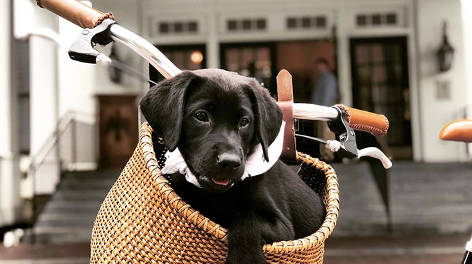 A pup in a basket at the Woodstock Inn